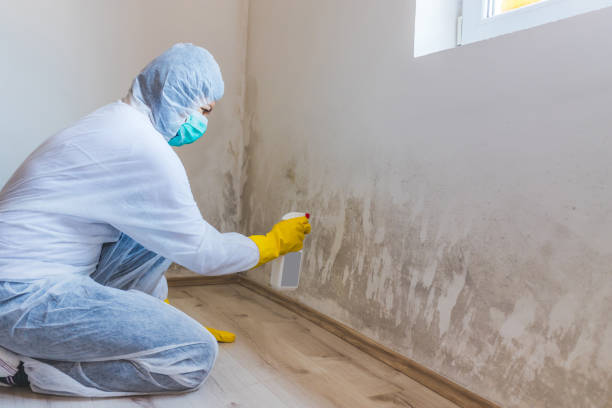 Licensed Black Mold Removal service in Belmont, MA - WQB Mold Removal