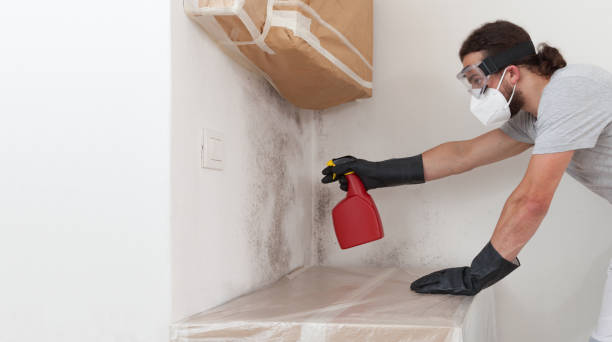 Professional Black Mold Removal technician working in Belmont, MA