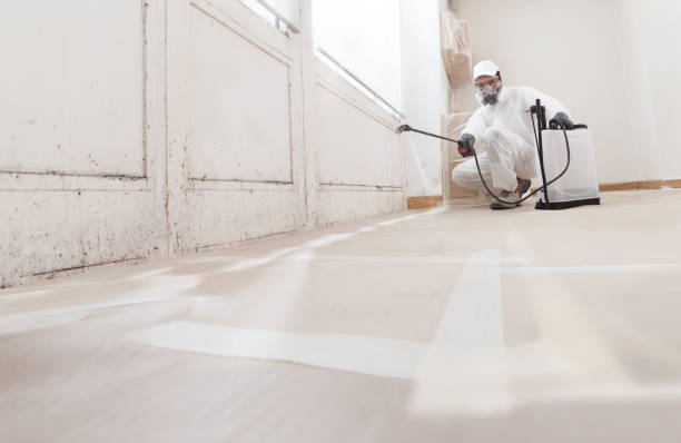 24/7 Emergency Black Mold Removal experts in Belmont, MA
