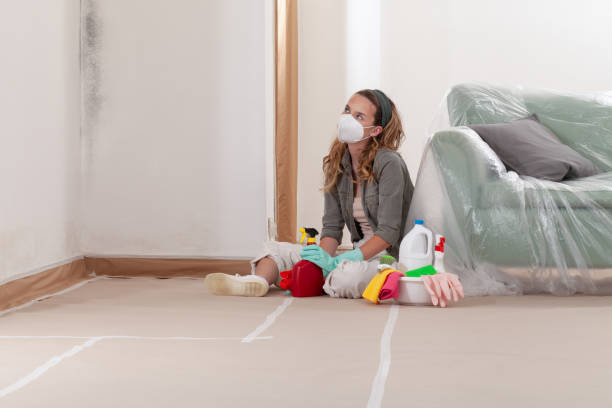 Reliable Black Mold Removal contractor in Belmont, MA by WQB Mold Removal