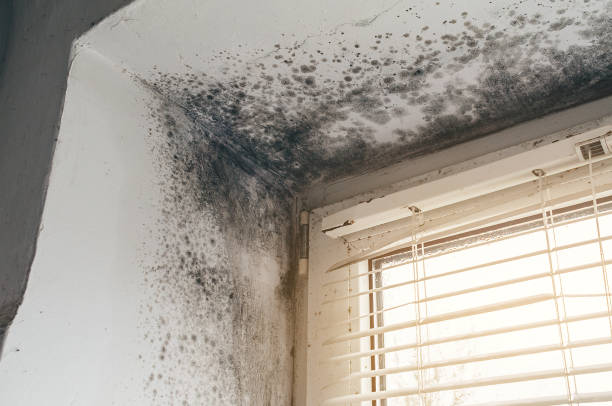 Affordable Black Mold Removal solutions in Belmont, MA